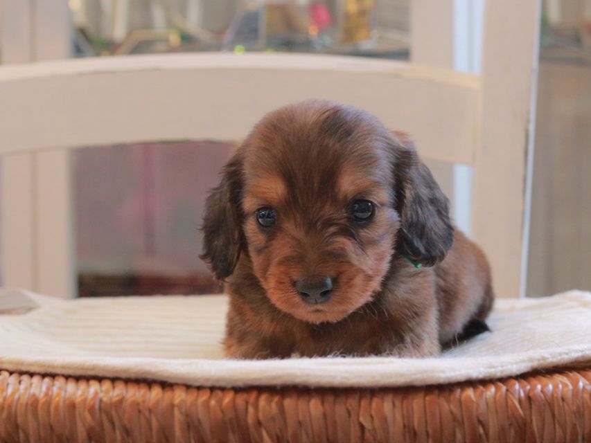 ミニチュア ダックスフンド メイプル&ピーターの子犬 レッド 男の子