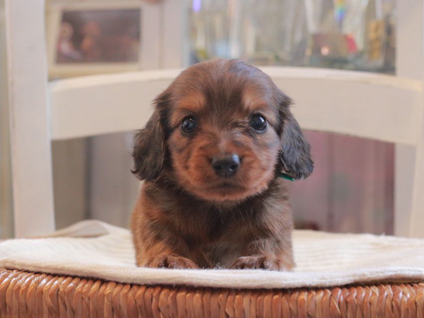 ミニチュア ダックスフンド メイプル&ピーターの子犬 レッド 男の子