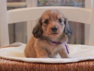 Miniature-Dachshund_1499