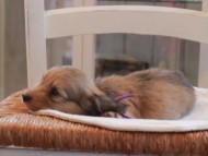 Miniature-Dachshund_1506