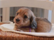 Miniature-Dachshund_1512