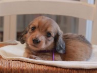 Miniature-Dachshund_1514