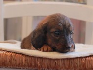 Miniature-Dachshund_1524