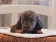 Miniature-Dachshund_1531