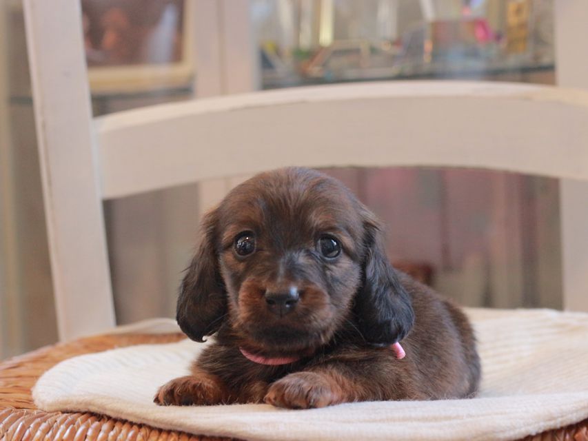 ミニチュア ダックスフンド メイプル&ピーターの子犬 レッド 女の子