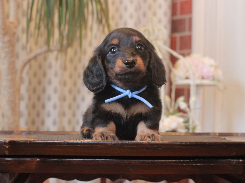 ミニチュア ダックスフンド メイプル&ピーターの子犬 ブラックタン 男の子(1)