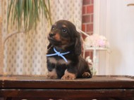 Miniature-Dachshund_1594 Miniature-Dachshund_1594