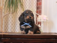 Miniature-Dachshund_1595 Miniature-Dachshund_1595