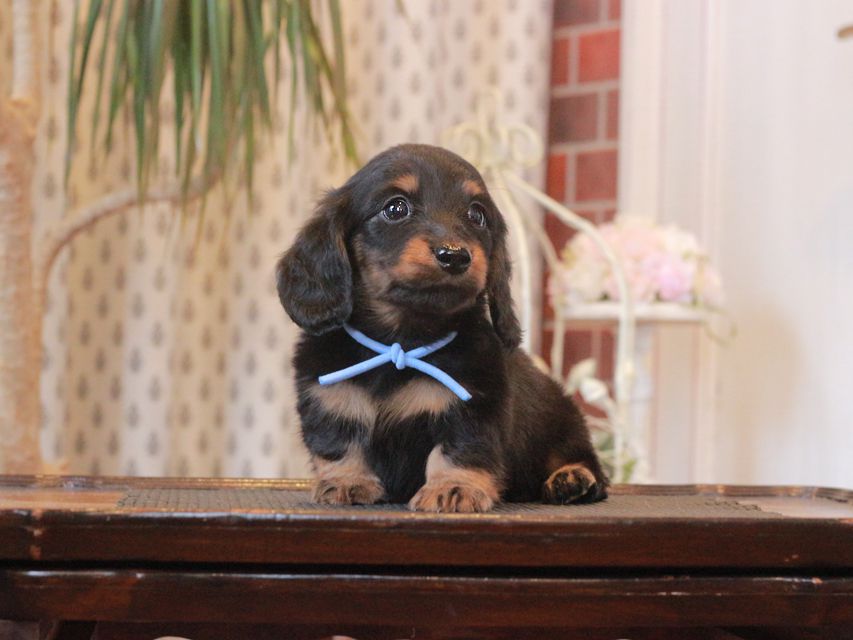 ミニチュア ダックスフンド メイプル&ピーターの子犬 ブラックタン 男の子(1)