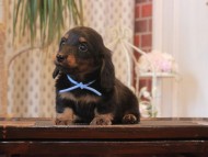 Miniature-Dachshund_1597