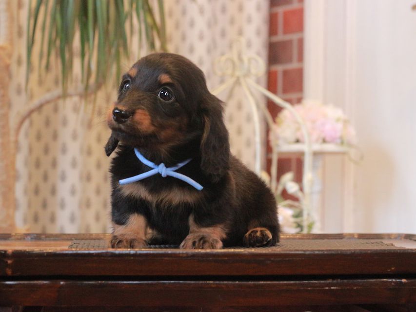 ミニチュア ダックスフンド メイプル&ピーターの子犬 ブラックタン 男の子(1)