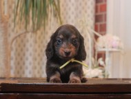 Miniature-Dachshund_1604