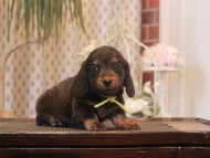 Miniature-Dachshund_1616