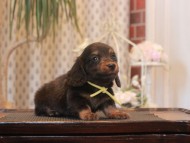 Miniature-Dachshund_1617