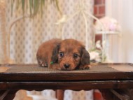 Miniature-Dachshund_1627