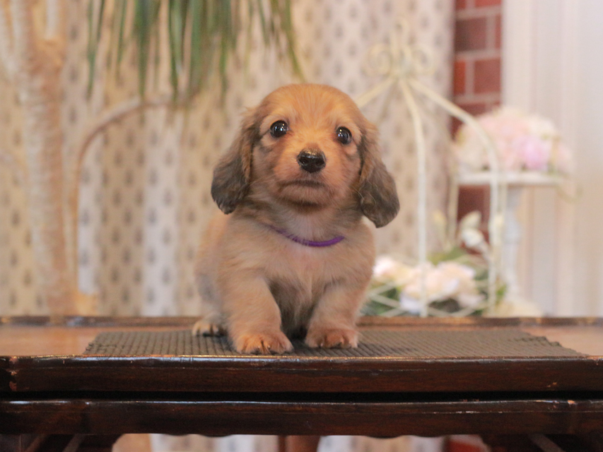 ミニチュア ダックスフンド メイプル&ピーターの子犬 レディッシュイエロー（レディッシュクリーム） 男の子