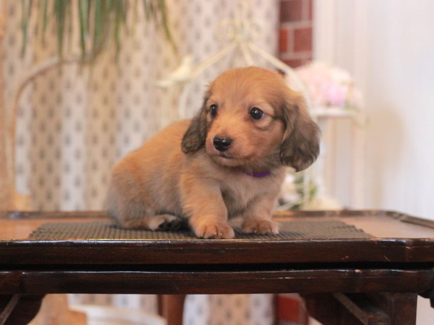 ミニチュア ダックスフンド メイプル&ピーターの子犬 レディッシュイエロー（レディッシュクリーム） 男の子