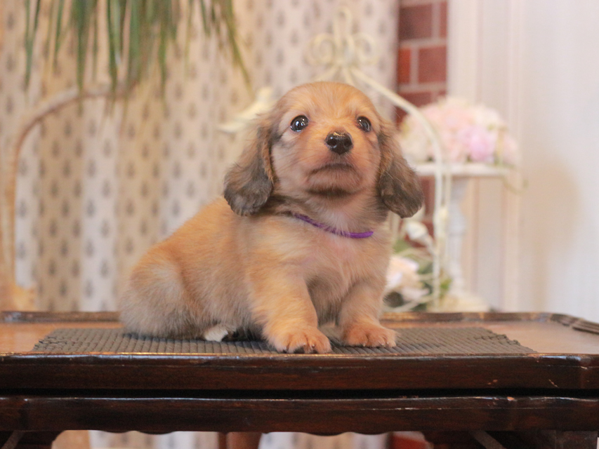 ミニチュア ダックスフンド メイプル&ピーターの子犬 レディッシュイエロー（レディッシュクリーム） 男の子