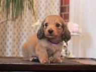 Miniature-Dachshund_1653