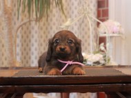 Miniature-Dachshund_1659