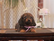 Miniature-Dachshund_1663