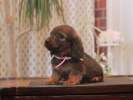 Miniature-Dachshund_1669