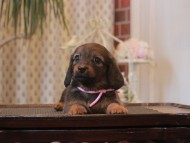 Miniature-Dachshund_1672