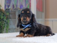 Miniature-Dachshund_1732 Miniature-Dachshund_1732