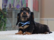 Miniature-Dachshund_1733 Miniature-Dachshund_1733