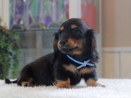 Miniature-Dachshund_1737 Miniature-Dachshund_1737