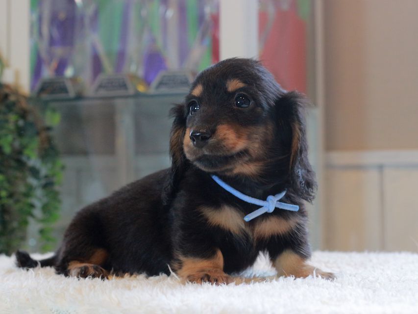 ミニチュア ダックスフンド メイプル&ピーターの子犬 ブラックタン 男の子(1)Miniature-Dachshund_1737 ミニチュア ダックスフンド メイプル&ピーターの子犬 ブラックタン 男の子(1)