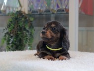 Miniature-Dachshund_1747 Miniature-Dachshund_1747