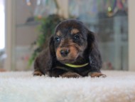 Miniature-Dachshund_1758