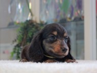 Miniature-Dachshund_1761