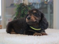 Miniature-Dachshund_1768 Miniature-Dachshund_1768