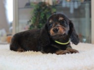 Miniature-Dachshund_1772