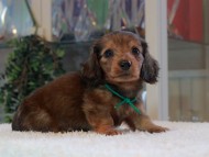 Miniature-Dachshund_1780