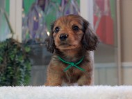Miniature-Dachshund_1786