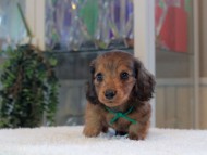 Miniature-Dachshund_1789