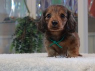Miniature-Dachshund_1795