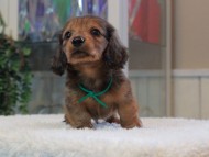 Miniature-Dachshund_1799