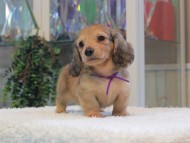 Miniature-Dachshund_1813