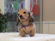 Miniature-Dachshund_1818