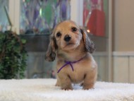 Miniature-Dachshund_1819