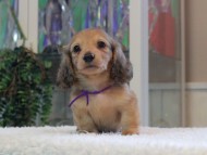 Miniature-Dachshund_1820