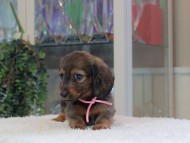 Miniature-Dachshund_1833