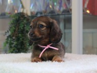 Miniature-Dachshund_1838