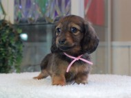 Miniature-Dachshund_1840