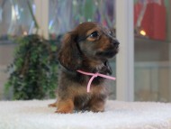 Miniature-Dachshund_1841