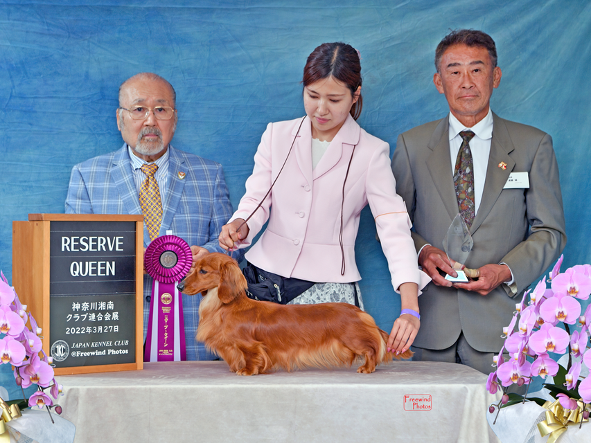 【ドッグショー】ルーシー リザーブクイーン